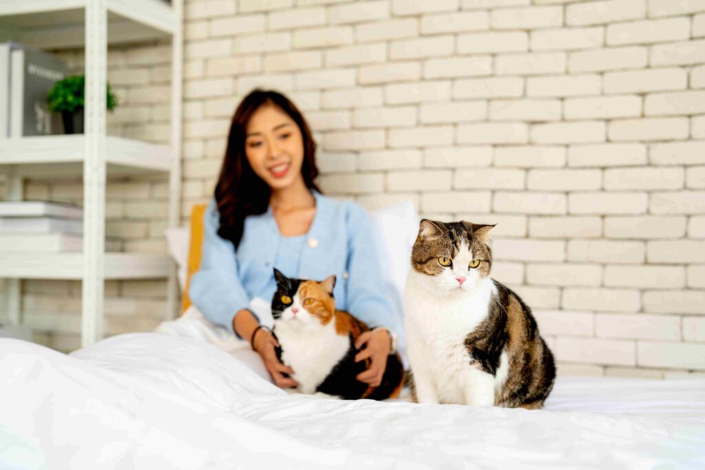Benefits of Choosing a Professional cats boarding hotel Dubai